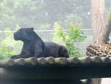 Βίντεο: Μια αρχαία φωλιά πανθήρων 45 λεπτά από το κέντρο της Αθήνας